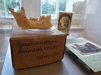 Menschlicher Unterkiefer. Grabungsfund des ersten Museumsdirektors Karl  Brandt.