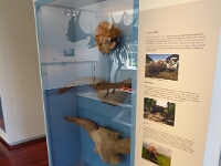 Schädel von Mochus, Auerochs und Wisent