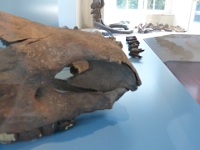 Wollnashorn, im Hintergrund Skelettreste von Mammuts.