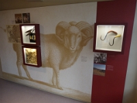 Der Besucher kann alle Arbeitsschritte von der Schafschur bis zum fertigen Tuch nachvollziehen: Hier Herkunft der Wolle im 18. Jahrhundert und die Schafschur.